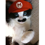 Felix The Gaming Cat