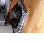 Dog clug