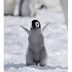 The Ultimite Penguin Family