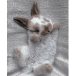 Brooke the bunny mama
