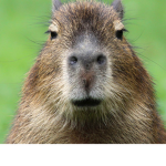The Capybara fan club
