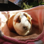 Guinea pig and Parrot squad