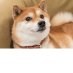 the doge shelter