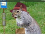 Th Ohio squirrel shop