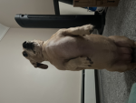 Penny the queen