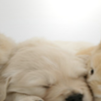 Pet Tycoon!<3 *NEW BADGE!*