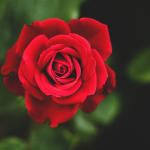 Rose Hangout :)