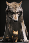 Kitty/Wolf Lovers