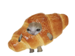 Croissant cat fans:3