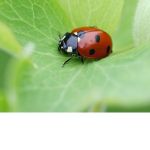 The Little Ladybug