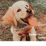 Sunberries closet