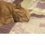 Cat fam for life!