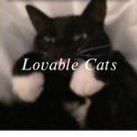 lovable cats