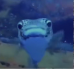Pooop army