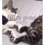 fallen gems