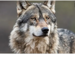 . WolfWings .