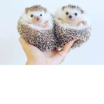Little Hedgehog