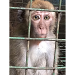 monkey business (cotton)