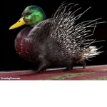 porcupine! and ducks! for life