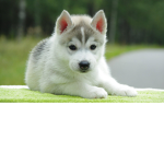 #loveanimals and Roblox!