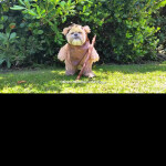 aaaaaaaaaa(update) save egg dog the killer