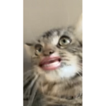 Da_little_cats