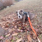 SophiesAwesomeGroup