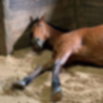 - ‘ Briar ridge EQ ’ -