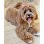standgang