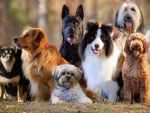 MELINA'S PUPPY GROUP