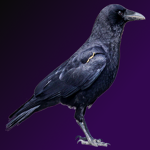 ravenskin