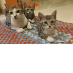 Adorable cats group!!!