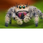 The Arachnophobia squad