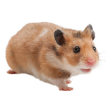 Hamster PEAPS