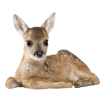 babyfawn