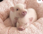 Iheartcruzys piggies