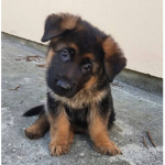 The Puppy Planet