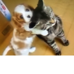 Fans of cats and dogs
