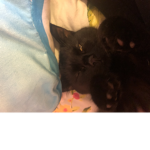 Snuggle kittens