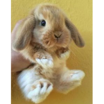Die coole Hasen