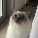 Adorbs!~