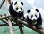 The Tough Pandas