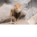 lion atack  team