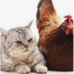 Chickens And Cats Are Cool