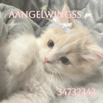 aangelwingss