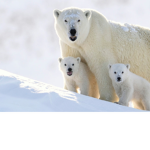 The polar bear fans