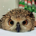 Group Thumbnail