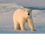 polarbearsarefat