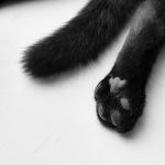 nonaa7