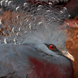 The Pigeon